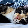 Hannsy a rejoint le concours — aidez-le/la à gagner de superbes lots ! cat, calico_cat, sleeping, close_up, fur, whiskers, pet, animal, relaxed, indoors, bed, blanket, soft, cute, peaceful, resting, feline, adorable, cozy, nap