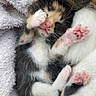 kitten, calico, cat, paw, pink_paw_pads, stretching, sleepy, feline, pet, cute, small, young, fur, whiskers, towel, soft, cozy, resting, animal, domestic