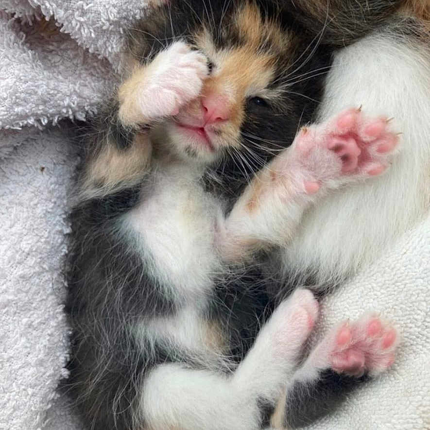 Hannsy participe au concours pour gagner de l'argent avec cette photo : kitten, calico, cat, paw, pink_paw_pads, stretching, sleepy, feline, pet, cute, small, young, fur, whiskers, towel, soft, cozy, resting, animal, domestic