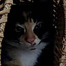 cat, calico_cat, basket, woven, pet, animal, feline, close_up, face, whiskers, fur, curious, shadow, indoor, dark, texture, wood, natural_light, resting, cozy