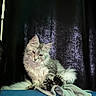 animal, blanket, blue_couch, cat, couch, cozy, dark_background, domestic_animal, ears, feline, fluffy, fur, indoor, pet, portrait, relaxed, resting, silver_tabby, tail, whiskers