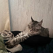 Shizu participe au concours pour gagner de l'argent avec cette photo : blanket, cat, comfort, cozy, cushion, cute, feline, fur, home, indoor, nap, paw, pet, relaxed, resting, sleeping, soft, tabby, texture, wall