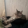 blanket, cat, comfort, cozy, cushion, cute, feline, fur, home, indoor, nap, paw, pet, relaxed, resting, sleeping, soft, tabby, texture, wall