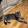 Shizu participe au concours pour gagner de l'argent avec cette photo : animal, cabinet, cat, curious, cute, domestic_cat, feline, flooring, fur, gray_cat, household, indoor, kitchen, laying_down, pet, quiet, relaxed, tabby, whiskers, wooden_floor