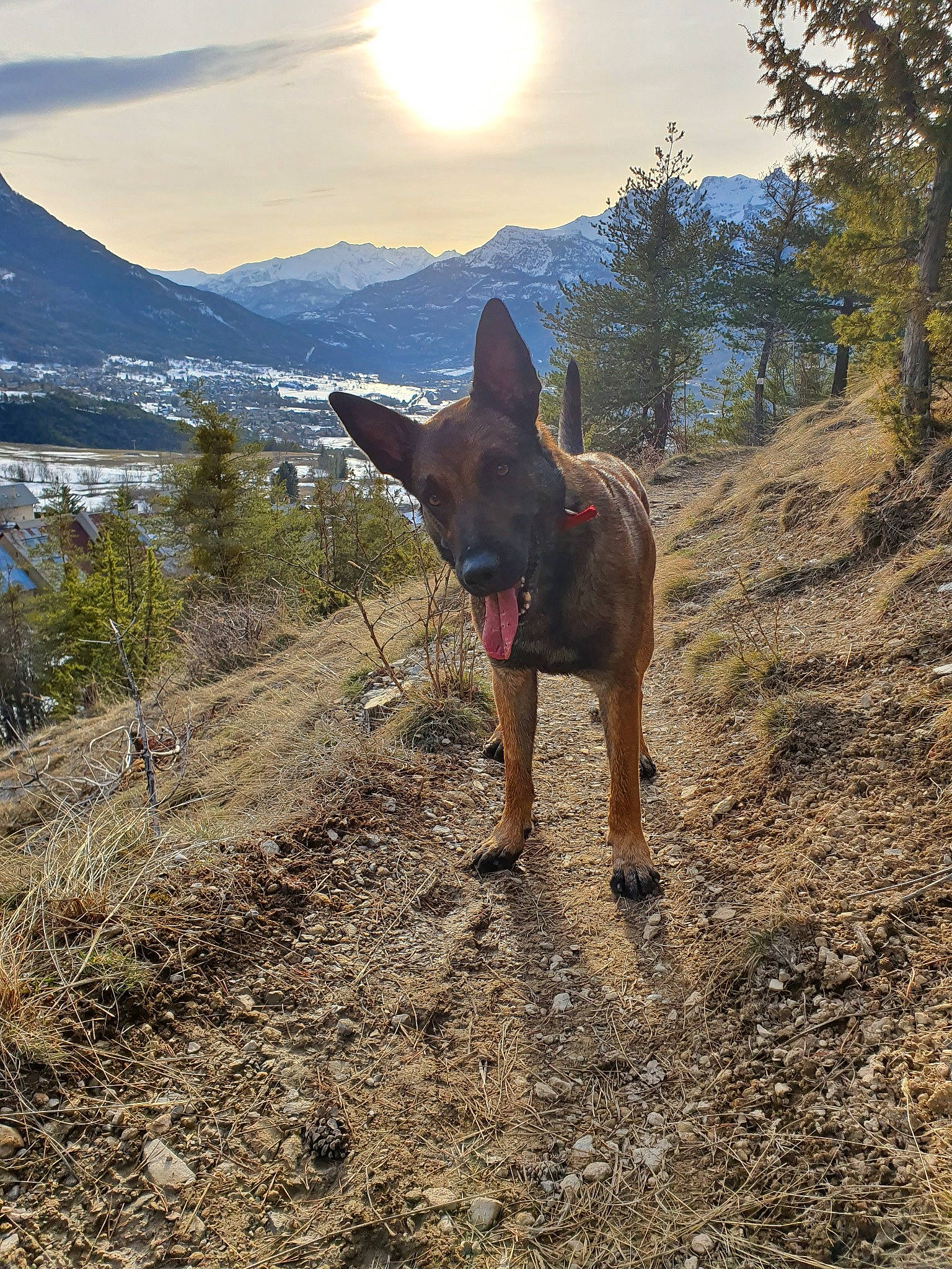 Orkane participe au concours pour gagner de l'argent avec cette photo : adventure, belgian_shepherd_malinois, canidae, carnivore, dog, dog_breed, dog_hiking, fawn, german_shepherd_dog, hiking, hill, hunting_dog, landscape, mammal, mountain, trail, walking, wilderness, wildlife, working_dog