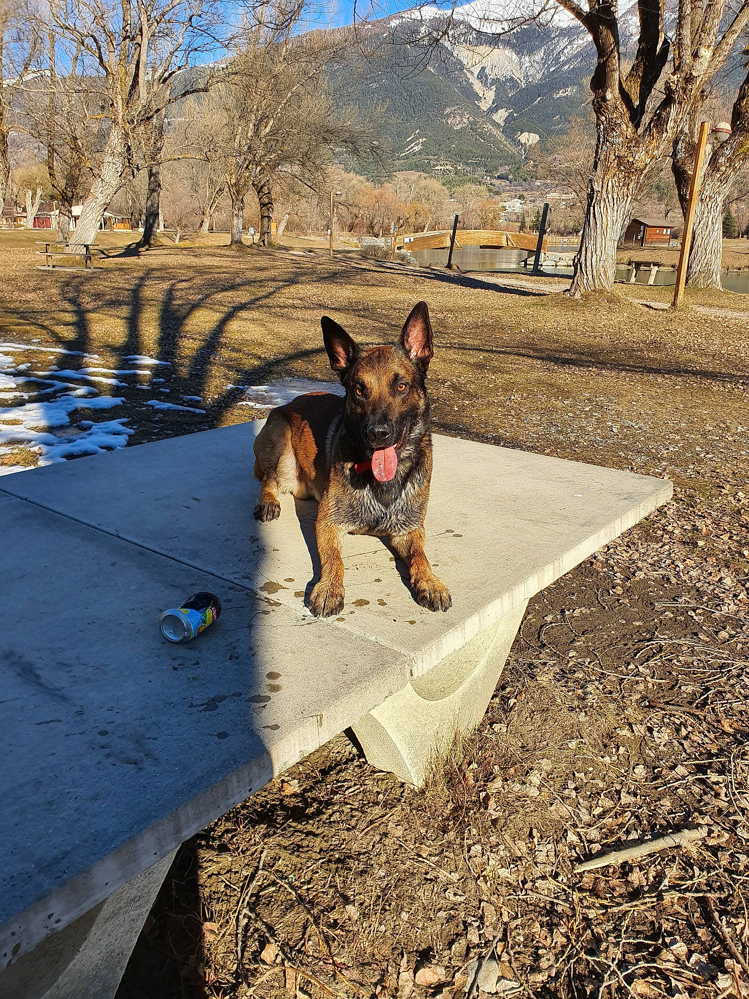 Orkane a rejoint le concours — aidez-le/la à gagner de superbes lots ! belgian_shepherd, belgian_shepherd_malinois, canidae, carnivore, dog, dog_breed, east_european_shepherd, fawn, german_shepherd_dog, king_shepherd, kunming_wolfdog, mammal, mountain, old_german_shepherd_dog, police_dog, shiloh_shepherd_dog, sporting_group, vacation, working_dog