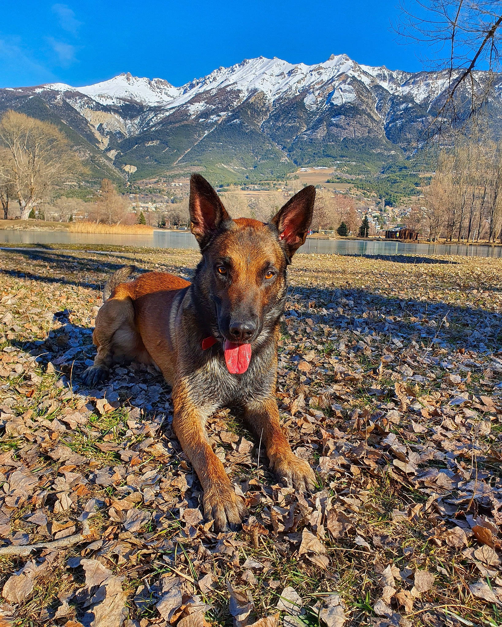 Orkane participe au concours pour gagner de l'argent avec cette photo : adventure, canidae, carnivore, dog, dog_breed, dog_hiking, fawn, hiking, hill, mammal, mountain, national_park, rare_breed_dog, recreation, walking, wilderness, wildflower, wildlife, working_dog