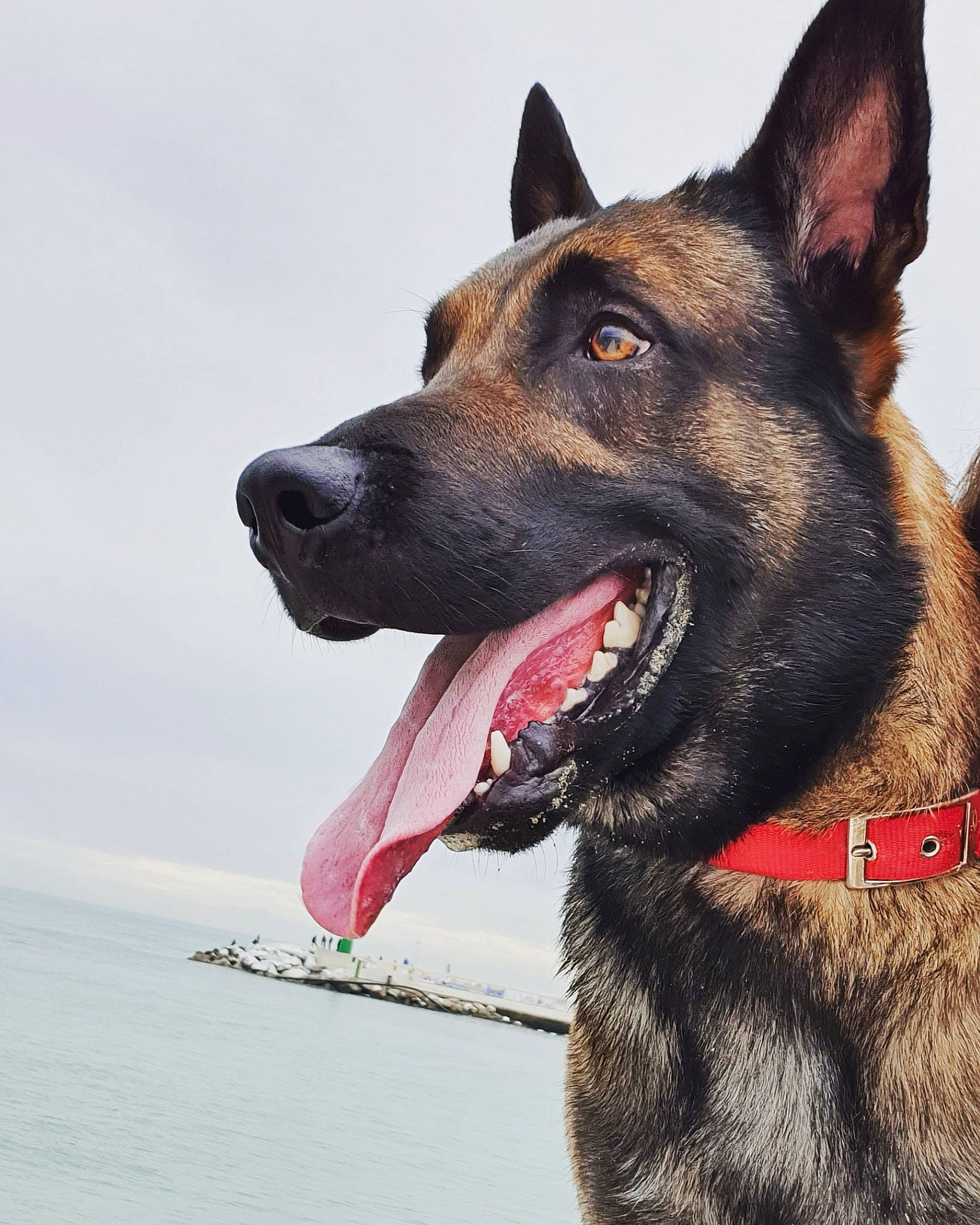 Orkane participe au concours pour gagner de l'argent avec cette photo : belgian_shepherd, belgian_shepherd_malinois, canidae, carnivore, dog, dog_breed, dog_collar, dutch_shepherd_dog, east_european_shepherd, formosan_mountain_dog, german_shepherd_dog, king_shepherd, kunming_wolfdog, mammal, police_dog, rare_breed_dog, shiloh_shepherd_dog, snout, tervuren, vertebrate