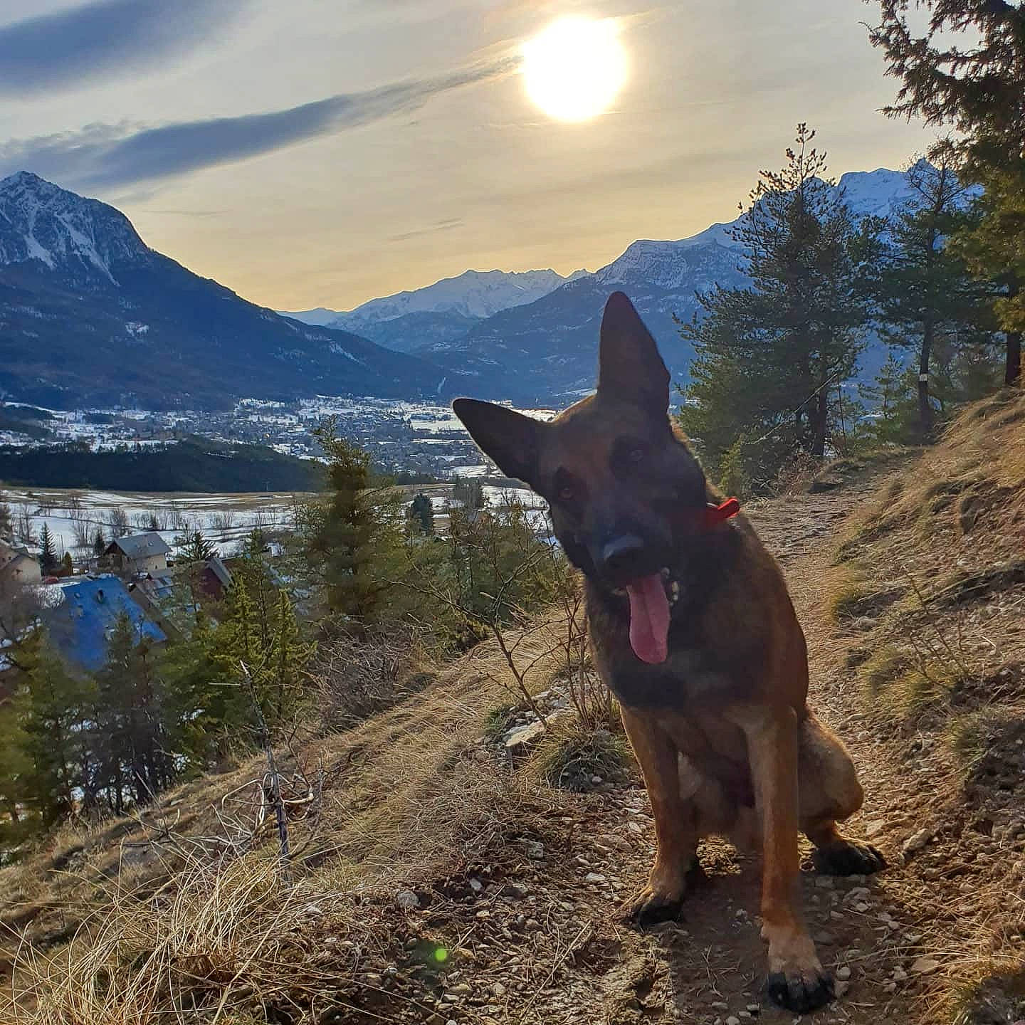 Orkane participe au concours pour gagner de l'argent avec cette photo : adventure, canidae, carnivore, cloud, dog, dog_breed, dog_hiking, east_european_shepherd, fawn, german_shepherd_dog, hill, kunming_wolfdog, mountain, mountainous_landforms, sky, sunlight, walking, wilderness, working_dog