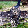 tabby_cat, cat, green_eyes, whiskers, walking, outdoor, nature, leafy_ground, moss, path, animal, feline, closeup, focused, striding, fur_pattern, daylight, wildlife, pet, curious