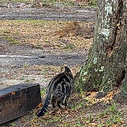 Mr. Buddy joined the competition — help win amazing prizes! cat, tabby, outdoor, tree, grass, wood, animal, nature, curious, stripes, sitting, ground, rustic, daylight, back_view, feline, pet, leaf_litter, blue_chair, exploring