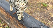 Mr. Buddy joined the competition — help win amazing prizes! cat, tabby, animal, outdoor, wood, beam, green_eyes, walking, nature, blurred_background, curious, feline, pet, stripes, closeup, daylight, ground, leaf, mammal, focus