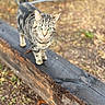 cat, tabby, animal, outdoor, wood, beam, green_eyes, walking, nature, blurred_background, curious, feline, pet, stripes, closeup, daylight, ground, leaf, mammal, focus