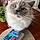 Misha