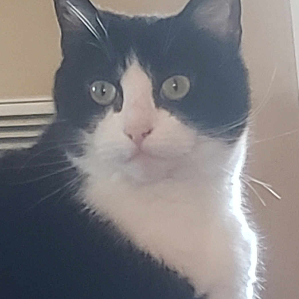 Bella