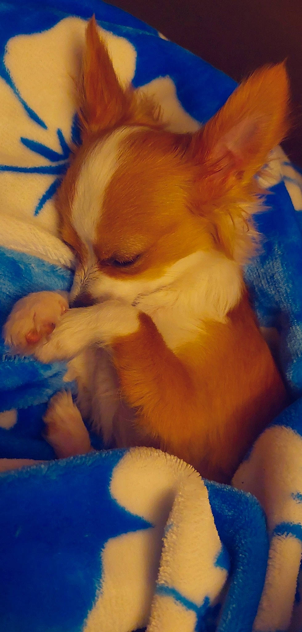 Pumpkin joined the competition — help win amazing prizes! blue, canidae, carnivore, companion_dog, corgi_chihuahua, dog, dog_breed, dog_supply, ear, electric_blue, fawn, fur, nap, paw, puppy, snout, sporting_group, toy_dog, whiskers, working_animal