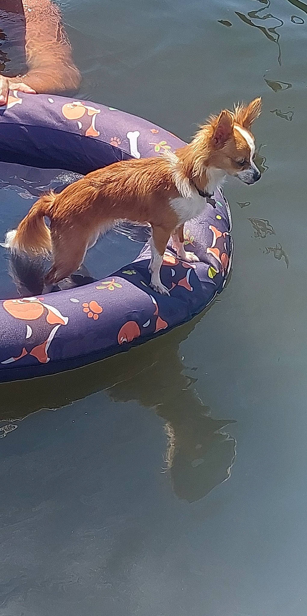 Pumpkin is registered to the contest to win money with this photo: _geese_and_swans, art, canidae, carnivore, companion_dog, couch, dog, dog_breed, ducks, fawn, felidae, lake, liquid, liver, plant, sporting_group, tail, terrestrial_animal, visual_arts, water