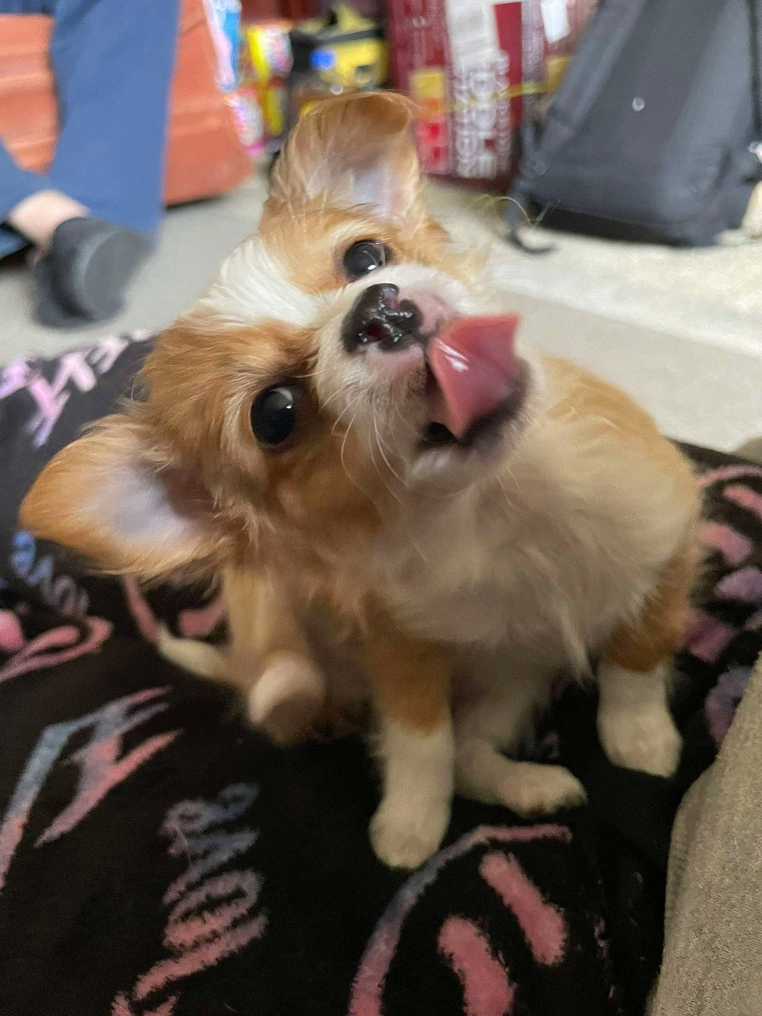 Pumpkin is registered to the contest to win money with this photo: canidae, carnivore, collar, companion_dog, corgi_chihuahua, dog, dog_breed, dog_supply, fawn, flooring, fur, paw, pomeranian, puppy, snout, spitz, sporting_group, toy_dog, whiskers, working_animal