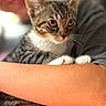 Tonks joined the competition — help win amazing prizes! kitten, cat, tabby, pet, animal, cute, fur, whiskers, paws, human_arm, holding, close_up, portrait, indoor, soft_light, blurred_background, domestic_animal, mammal, adorable, companion