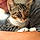 Tonks