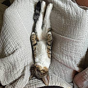 Tonks joined the competition — help win amazing prizes! animal, blanket, cat, comfort, cozy, cute, feline, fur, indoor, napping, pattern, pet, relaxed, resting, sleeping, soft_light, stretched_out, striped, tabby, texture
