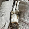 Tonks joined the competition — help win amazing prizes! animal, blanket, cat, cozy, cute, fur, indoor, kitten, nap, paw, peaceful, pet, relaxation, rest, sleeping, soft, tabby, texture, whiskers, young