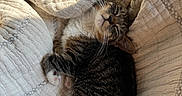 Tonks joined the competition — help win amazing prizes! animal, blanket, cat, comfort, cozy, cute, fur, indoor, nap, paw, pet, relaxed, resting, sleeping, soft, sunlight, tabby, tail, texture, whiskers