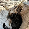 Tonks joined the competition — help win amazing prizes! cat, tabby, sleeping, blanket, cozy, indoor, pet, fur, whiskers, paw, tail, resting, cute, relaxed, sunlight, texture, comfort, animal, nap, soft