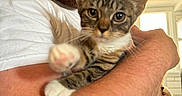 Tonks is registered to the contest to win money with this photo: man, beard, white_tshirt, kitten, cat, tabby, indoor, window, arm, bracelet, closeup, pet, animal, human, holding, curious, light, portrait, feline, skin