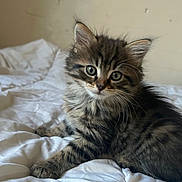 Chichi participe au concours pour gagner de l'argent avec cette photo : kitten, tabby, cat, feline, pet, cute, fluffy, fur, whiskers, bed, blanket, indoor, young, animal, domestic, mammal, small, resting, curious, eyes