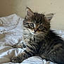 kitten, tabby, cat, feline, pet, cute, fluffy, fur, whiskers, bed, blanket, indoor, young, animal, domestic, mammal, small, resting, curious, eyes