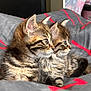 Chichi a rejoint le concours — aidez-le/la à gagner de superbes lots ! kitten, cat, tabby, animal, pet, feline, cute, fur, whiskers, ears, bed, blanket, striped, young, domestic, cozy, side_by_side, resting, indoor, curious