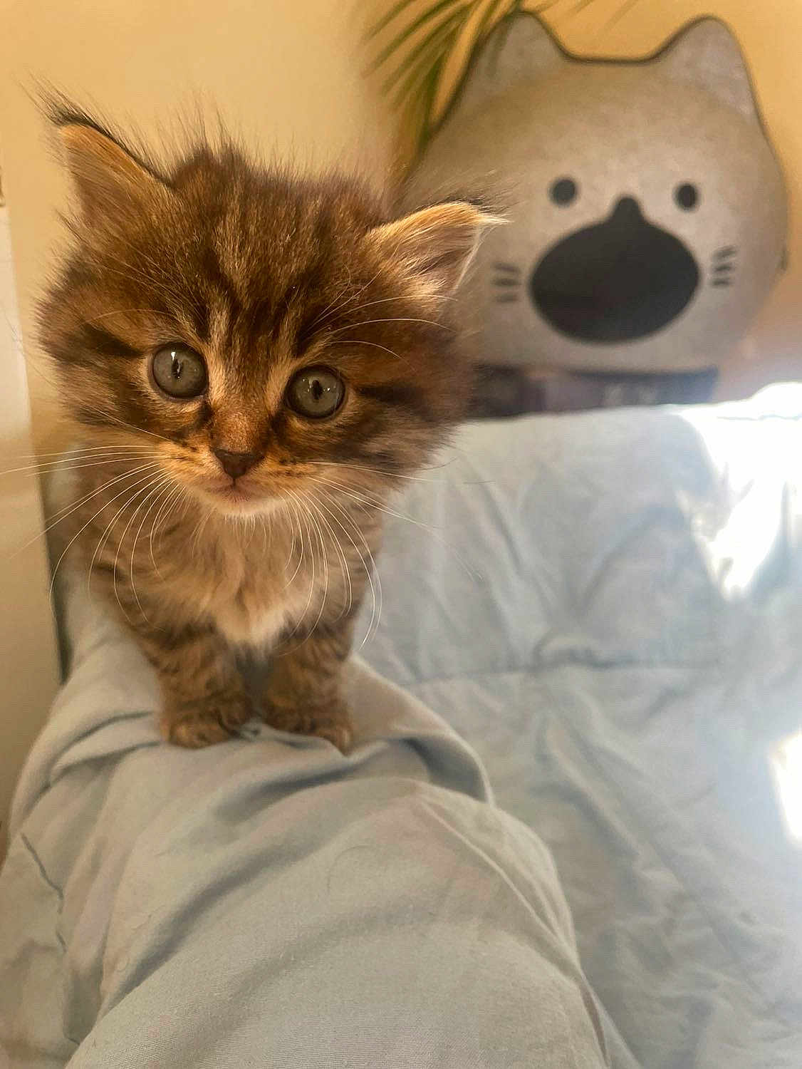 Chichi participe au concours pour gagner de l'argent avec cette photo : kitten, cat, fluffy, cute, pet, indoor, blanket, soft, feline, curious, animal, young, cute_face, domestic_cat, bedroom, cozy, pillow, brown, whiskers, closeup