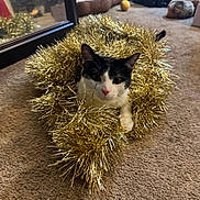 Pablo joined the competition — help win amazing prizes! animal, black_and_white_cat, carpet, cat, christmas, eyes, face, festive, gold_decoration, holiday, indoor, living_room, lying_down, mirror, pet, pink_nose, portrait, sitting, tinsel, whiskers