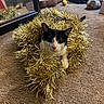animal, black_and_white_cat, carpet, cat, christmas, eyes, face, festive, gold_decoration, holiday, indoor, living_room, lying_down, mirror, pet, pink_nose, portrait, sitting, tinsel, whiskers