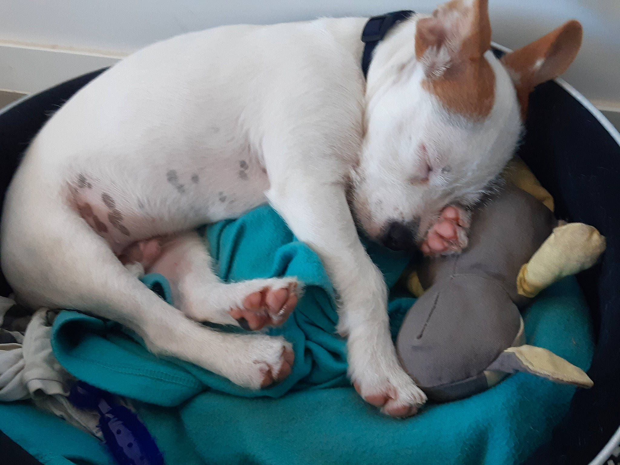 Eliott participe au concours pour gagner de l'argent avec cette photo : bulldog, canidae, carnivore, comfort, companion_dog, dog, dog_breed, fawn, flesh, nap, non_sporting_group, sporting_group, terrestrial_animal, toy_dog, whiskers