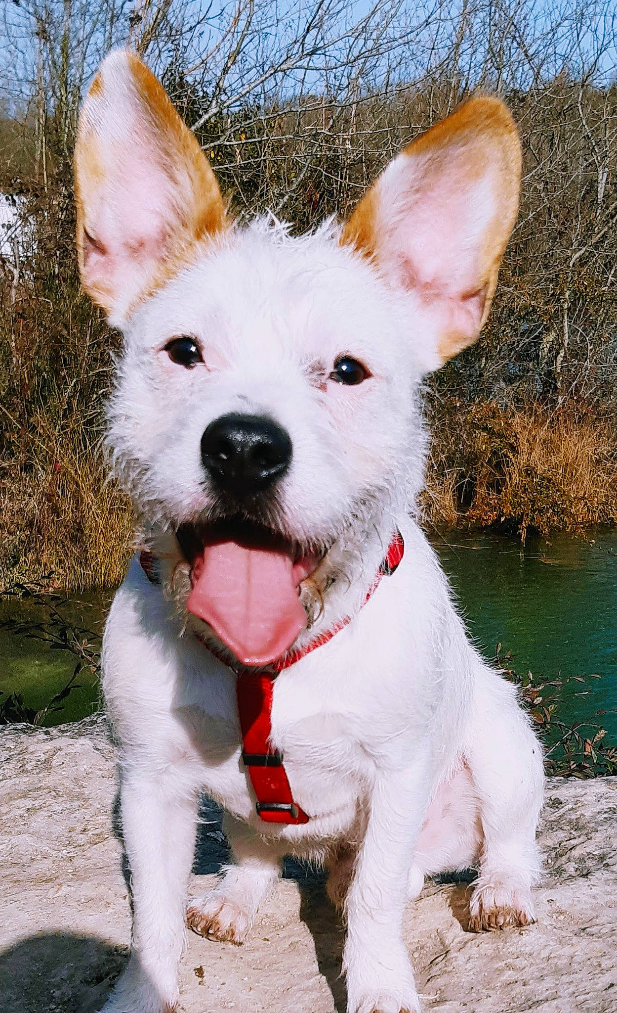 Eliott participe au concours pour gagner de l'argent avec cette photo : bicycle, canidae, carnivore, collar, companion_dog, dog, dog_breed, dog_collar, dog_supply, ear, fawn, fur, grass, sky, snout, sporting_group, tail, terrestrial_animal, water, working_animal