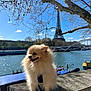 Diamond participe au concours pour gagner de l'argent avec cette photo : dog, pomeranian, river, seine, eiffel_tower, tree, blue_sky, cloud, bridge, boat, sunny, outdoor, pet, leash, concrete, water, tourist_spot, fluffy, happy, daytime
