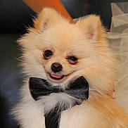 Diamond participe au concours pour gagner de l'argent avec cette photo : dog, pomeranian, puppy, bow_tie, fluffy, cute, pet, animal, face, fur, small_dog, adorable, tongue_out, black_bow_tie, portrait, indoors, close_up, friendly, companion, domestic_animal