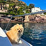 Diamond a rejoint le concours — aidez-le/la à gagner de superbes lots ! dog, pomeranian, boat, water, sea, coastline, rock, trees, greenery, sky, sunlight, outdoor, pet, animal, fluffy, nature, vacation, relaxation, summer, scenic