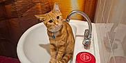 Ary a rejoint le concours — aidez-le/la à gagner de superbes lots ! cat, orange_tabby, sink, bathroom, shower_curtain, tropical, sunset, faucet, red_container, curious, pet, indoor, tile_wall, floor_mat, domestic_cat, animal, cute, small, seated, looking_up