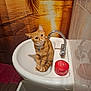 cat, orange_tabby, sink, bathroom, shower_curtain, tropical, sunset, faucet, red_container, curious, pet, indoor, tile_wall, floor_mat, domestic_cat, animal, cute, small, seated, looking_up
