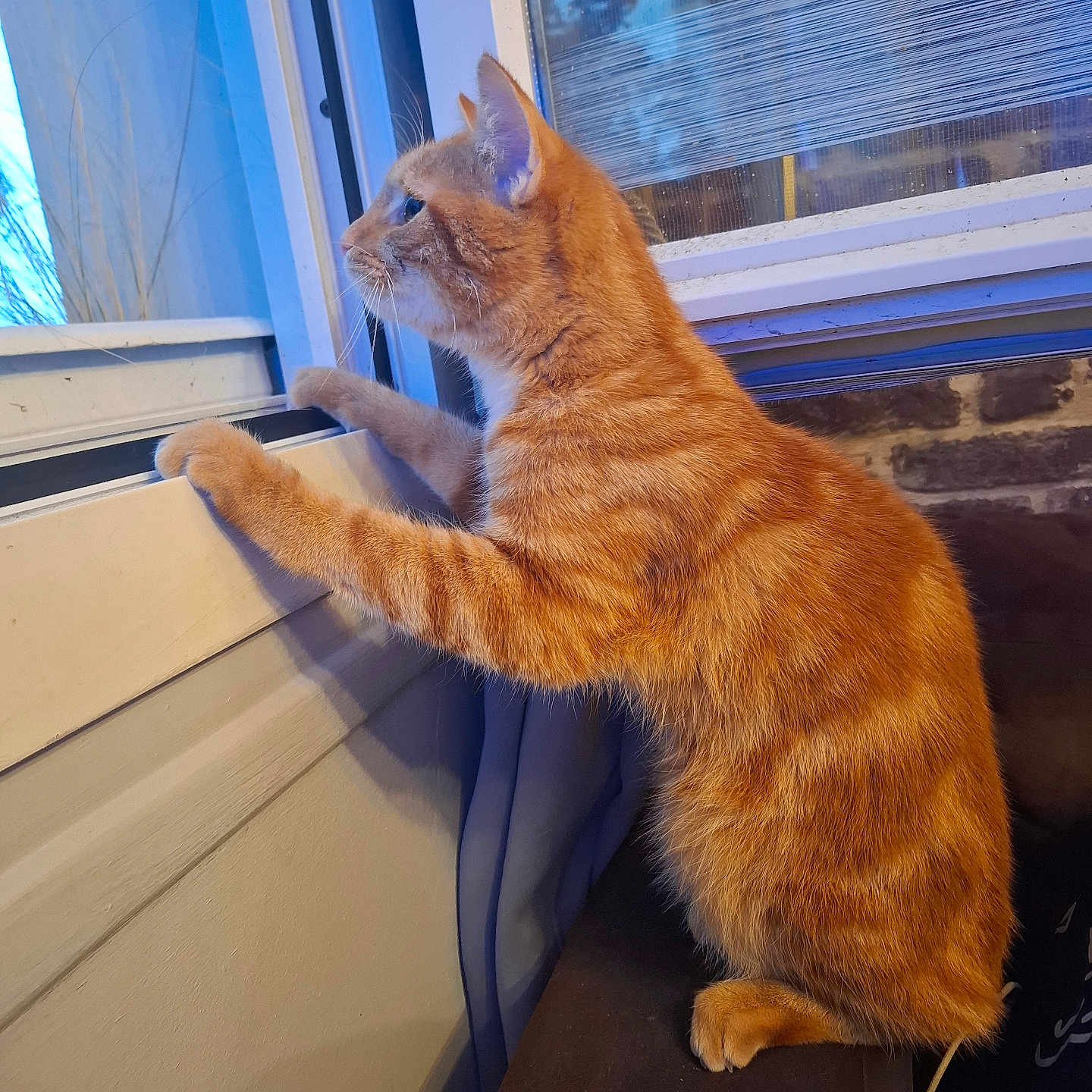 Ary participe au concours pour gagner de l'argent avec cette photo : alert, animal, cat, cozy, curious, daylight, ears, feline, fur, gazing, hind_legs, home, indoor, orange_tabby, paws, pet, reflection, whiskers, window, windowsill