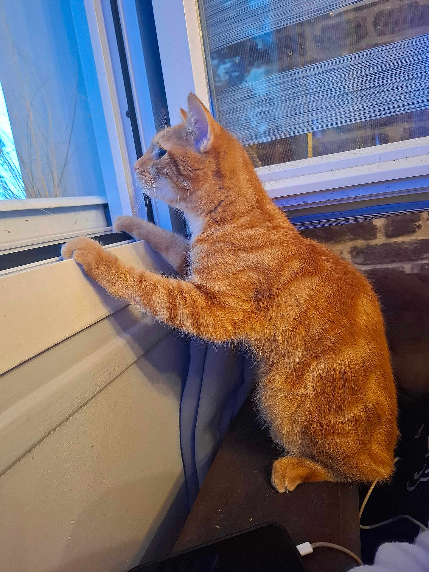 Ary participe au concours pour gagner de l'argent avec cette photo : cat, orange_tabby, window, indoor, curious, paws, hind_legs, gazing, windowsill, feline, pet, animal, cozy, daylight, reflection, fur, whiskers, ears, alert, home