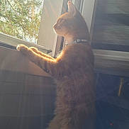 Ary a rejoint le concours — aidez-le/la à gagner de superbes lots ! cat, ginger_cat, window, sunlight, sun_rays, indoor, pet, curious, looking_out, domestic_animal, feline, collar, daylight, animal, side_view, houseplant, nature_outside, peaceful, warm_light, shadow