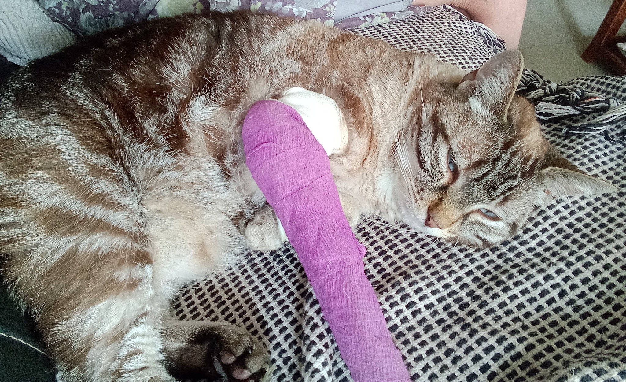 Clémentine a rejoint le concours — aidez-le/la à gagner de superbes lots ! bed, carnivore, cat, cat_bed, cat_supply, claw, comfort, domestic_short_haired_cat, fawn, felidae, fur, linens, nap, paw, sleep, small_to_medium_sized_cats, snout, tail, whiskers, wool