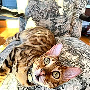 Zephir participe au concours pour gagner de l'argent avec cette photo : cat, bengal_cat, pet, indoor, chair, patterned_furniture, map_design, curious, green_eyes, close_up, whiskers, feline, domestic_cat, sunlight, relaxed, looking_up, animal, home_interior, fur_pattern, portrait