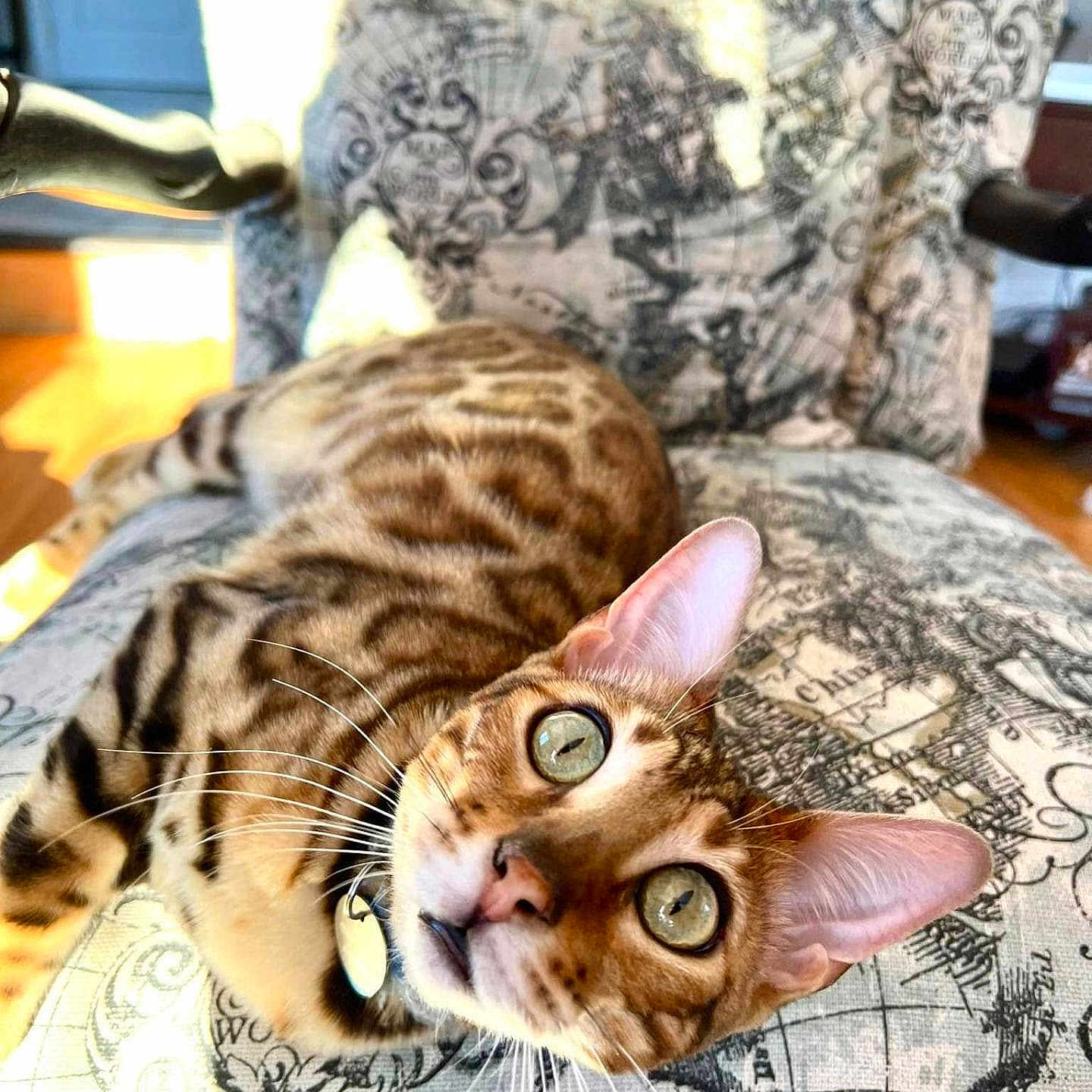 Zephir participe au concours pour gagner de l'argent avec cette photo : cat, bengal_cat, pet, indoor, chair, patterned_furniture, map_design, curious, green_eyes, close_up, whiskers, feline, domestic_cat, sunlight, relaxed, looking_up, animal, home_interior, fur_pattern, portrait