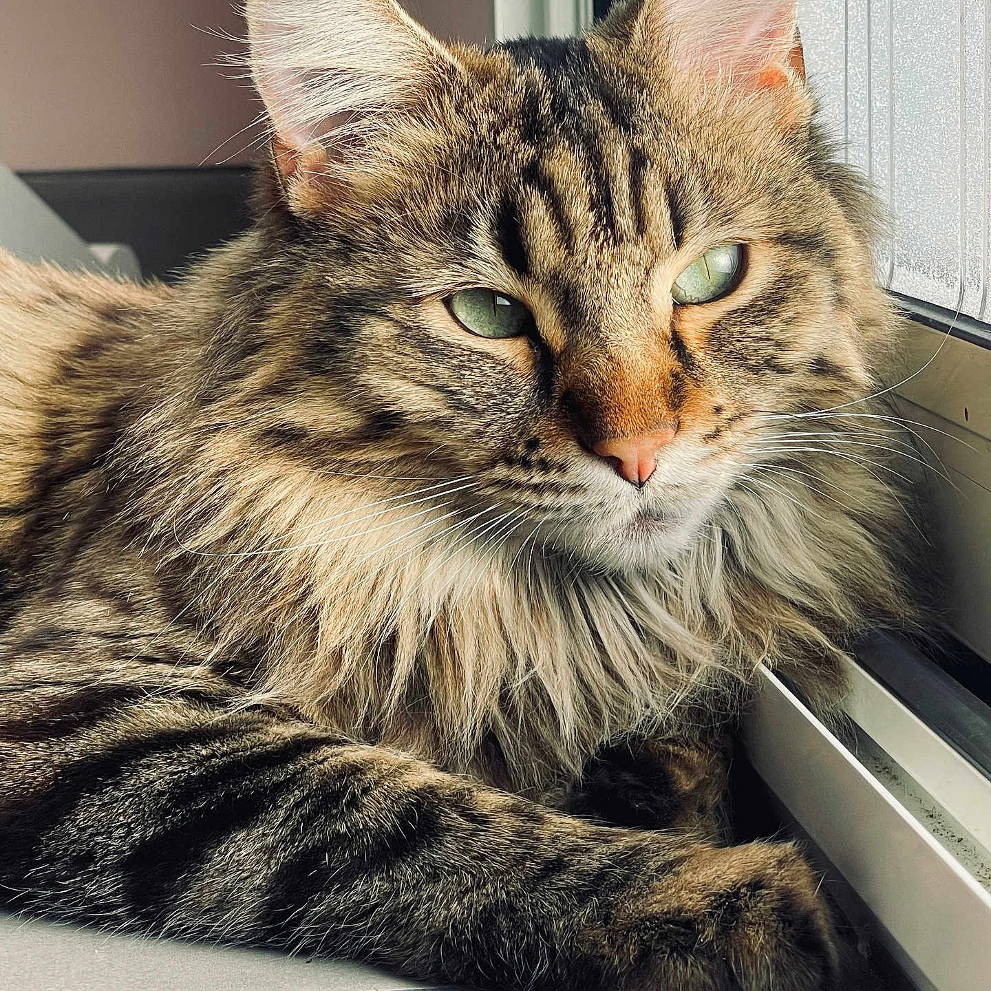 Ruby a rejoint le concours — aidez-le/la à gagner de superbes lots ! abyssinian, angora, animal, cat, egyptiancat, kitten, manx, person, pet, sleeping, window, windowsill