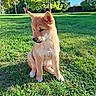 Bailey a rejoint le concours — aidez-le/la à gagner de superbes lots ! dog, puppy, sitting, outdoors, grass, park, garden, animal, pet, fur, tan_coat, pointed_ears, puppy_face, black_nose, portrait, sunlight, trees, greenery, nature, daylight